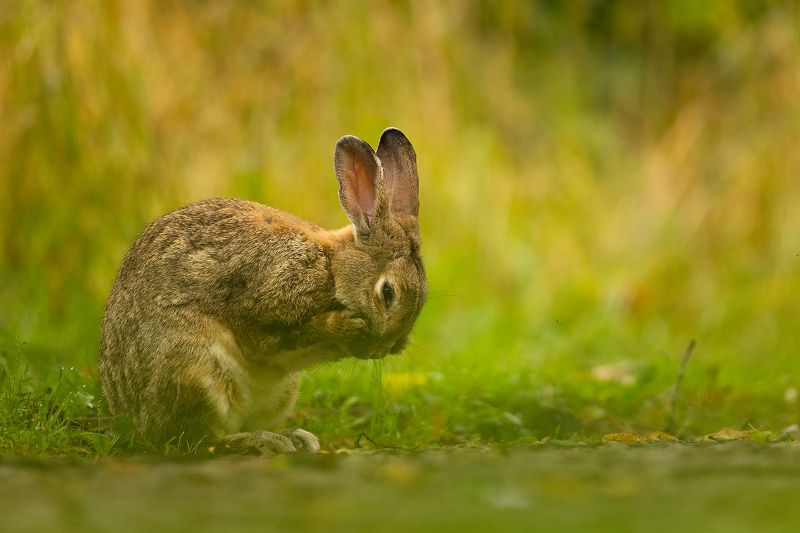 Hygienaphoto preview