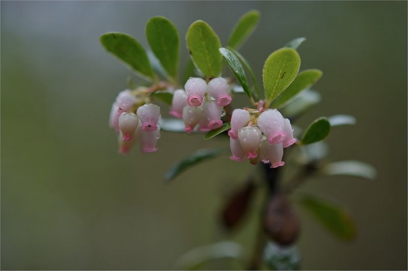 лес, лето, веточка, цветы, ягодки, толокнянка, бор Толокнянка (медвежье ушко)photo preview