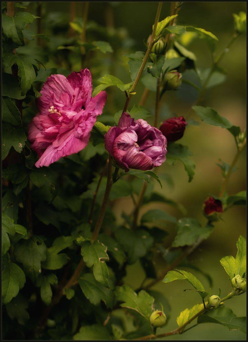 Прогулка по парку... Автор: Хромеев Александр , Хромеев Александр