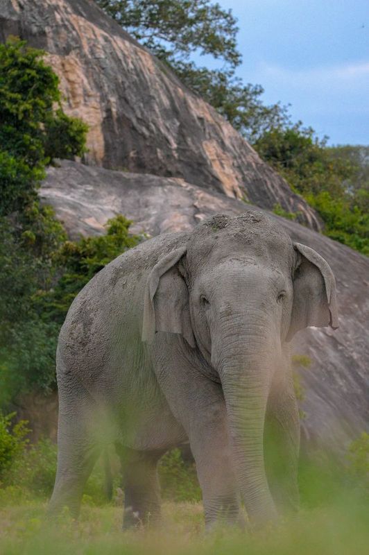 wildlife, nature, srilanka, bird, jazif Wild beautyphoto preview