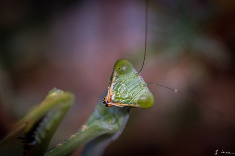 mantis, macro, богомол, макро Portrait of a young mantisphoto preview