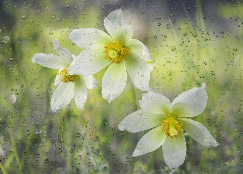 Солнечный дождь фото превью