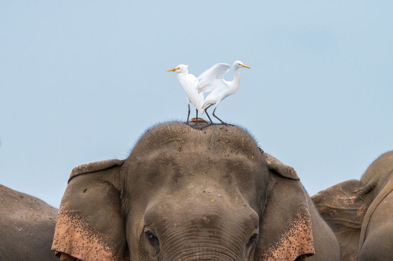 wildlife, nature, srilanka, bird, jazif Symmetryphoto preview
