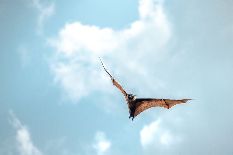 wildlife, nature, srilanka, bird, jazif Freezephoto preview