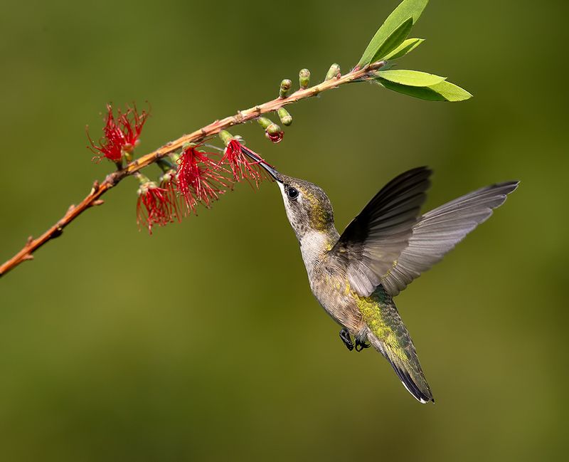 колибри,ruby-throated hummingbird, hummingbird Female, Ruby-throated Hummingbird Рубиновогорлый колибри. самкаphoto preview
