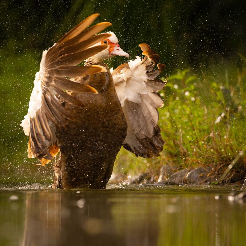 Chinese duckphoto preview