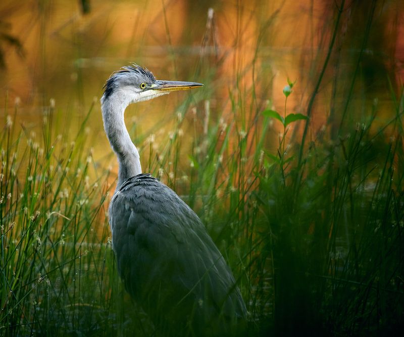 цапля серая в траве Серая цапляphoto preview