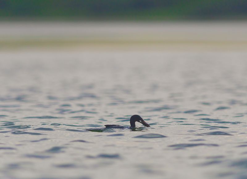 bird, birds, wild, wings, beauty, nature, swan, feather, spread, little sparrow,animal,animals,nikon,tailorbird,portraitm,eyes, fish,sea,water,duck Fishingphoto preview