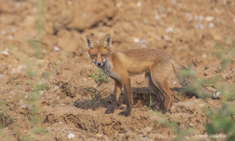 animal, animal wildlife, nature, animals in the wild, fox, foxy, лиса, лисёнок Foxyphoto preview