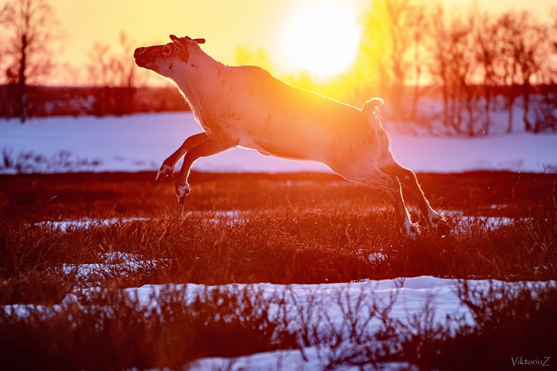 олень, северный олень, оленеводы, стадо, тундра, закат, прыжок Прыжокphoto preview