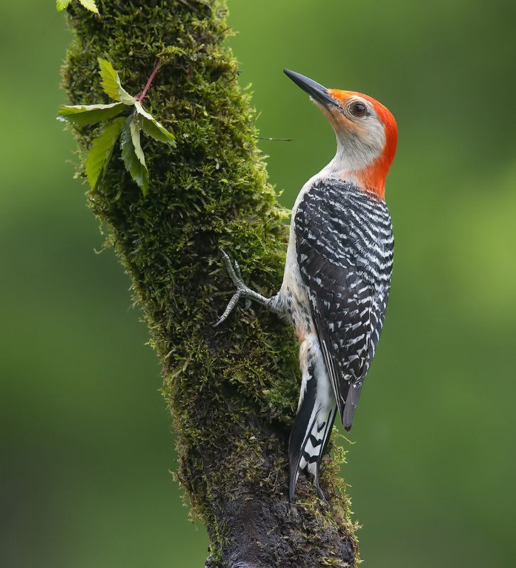 дятел, каролинский меланерпес, red-bellied woodpecker, woodpecker Red-bellied Woodpecker, male -Каролинский меланерпес фото превью
