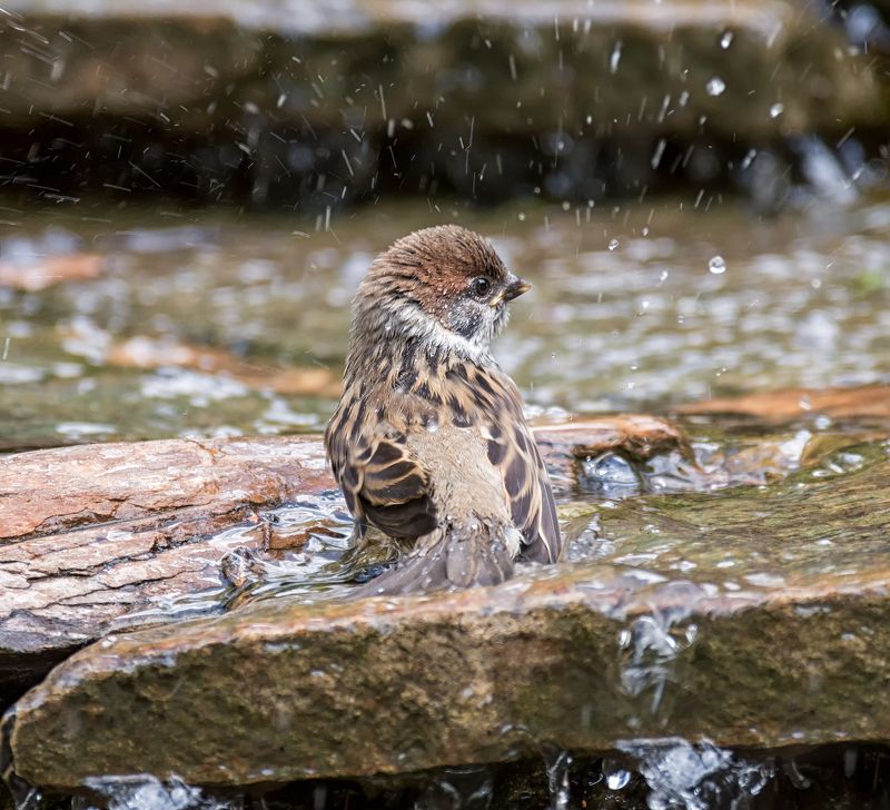 птица, птенец, воробушек, купание, жара, воробушек - малышphoto preview