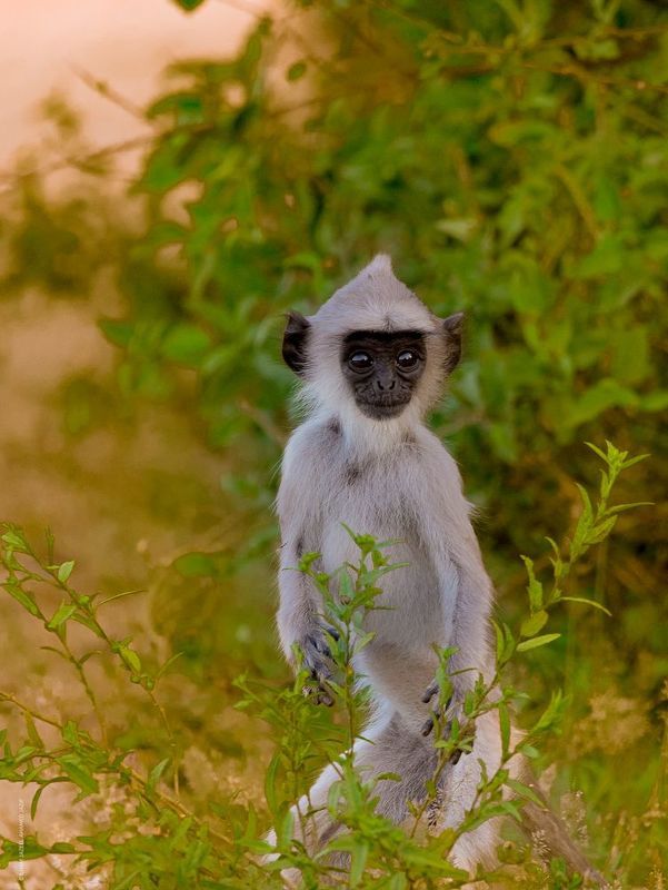wildlife, nature, srilanka, , jazif, , ahamedjazif, monkey Cu and curiusphoto preview