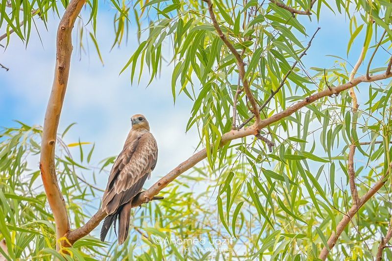 wildlife, nature, srilanka, bird, jazif photo preview