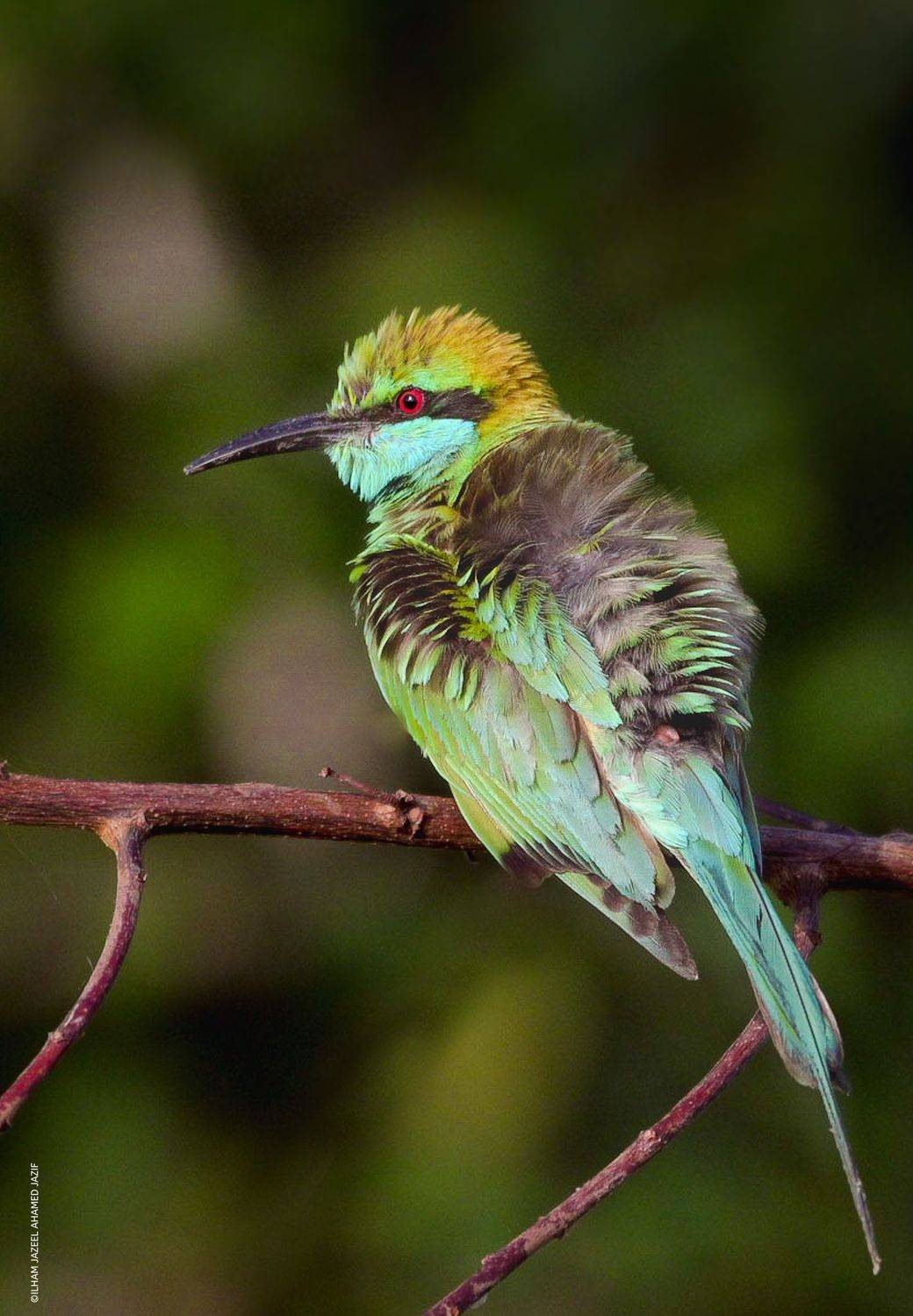 wildlife, nature, srilanka, bird, jazif,  Ahamed Jazif