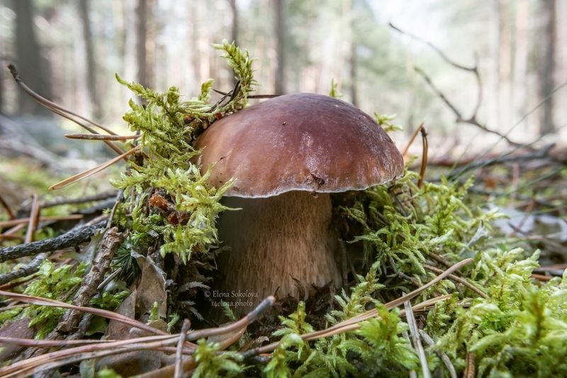 Беленькиеphoto preview