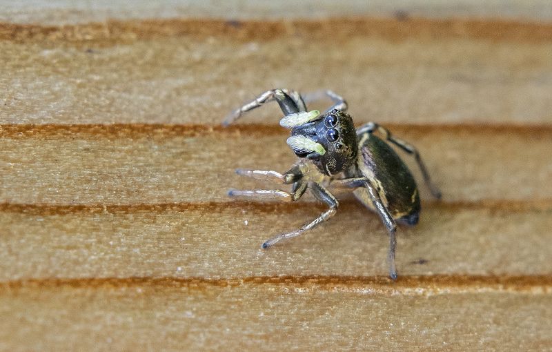 паучок, в защитной позе, макро, глазастый Паучок в оборонительной позеphoto preview