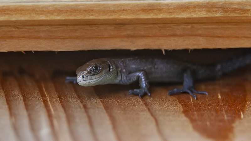 пресмыкающиеся, ящерица, лето, садовый участок Спряталасьphoto preview