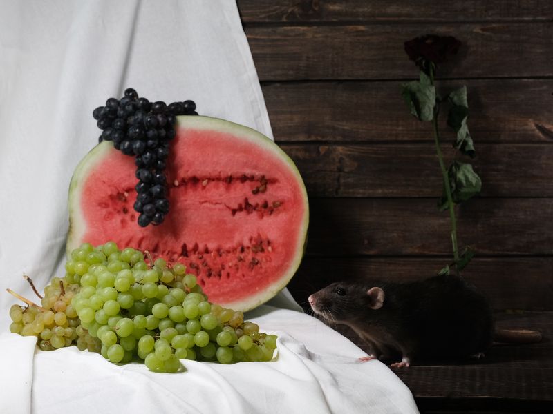 Крыса и виноградphoto preview