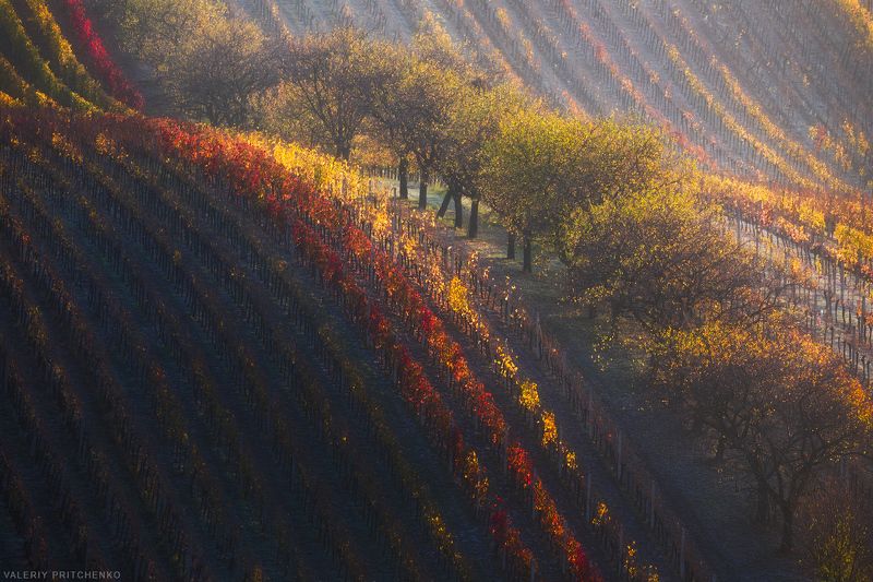 Осеннее морозное утро в виноградниках Южной Моравииphoto preview