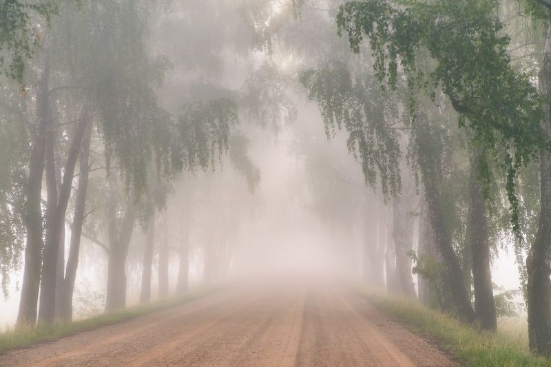 2023, аллея, беларусь, дорога, июль, лето, минск и окрестности, рассвет, туман, утро В последнее утро июляphoto preview