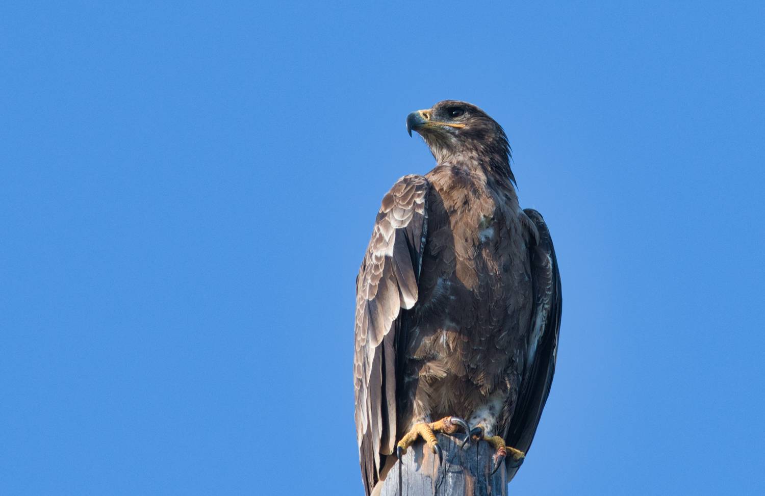 Степной орел. Автор: Большаков Алексей , Большаков Алексей