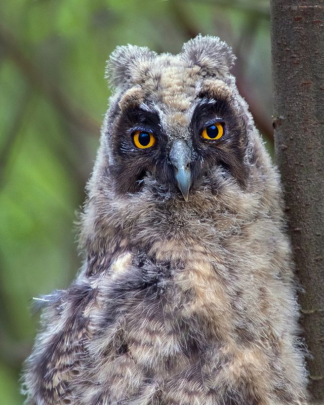 птенец, сова, ушастая, лес Птенец ушастой совыphoto preview