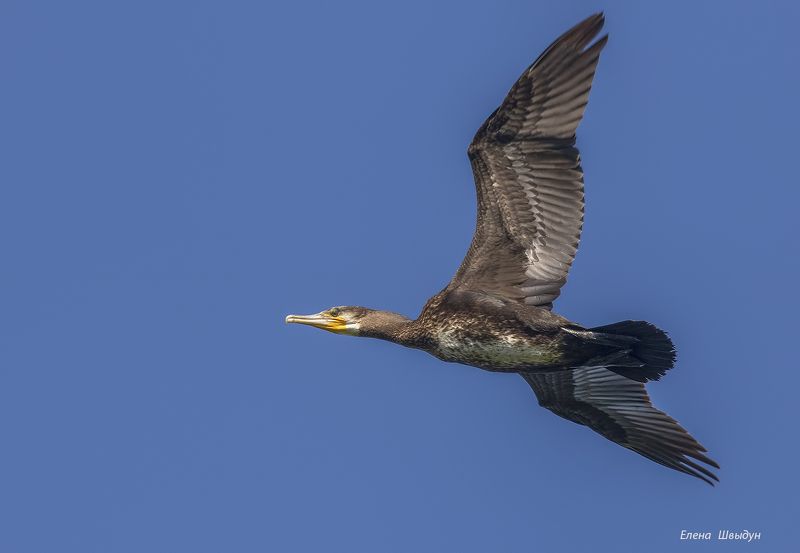 bird of prey, animal, birds, bird, animal wildlife, nature, animals in the wild,great cormorant, баклан, большой баклан, птицы, птица Great cormorantphoto preview