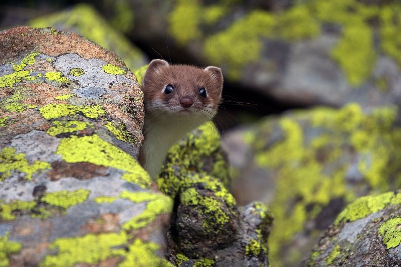 Кто здесь?!photo preview