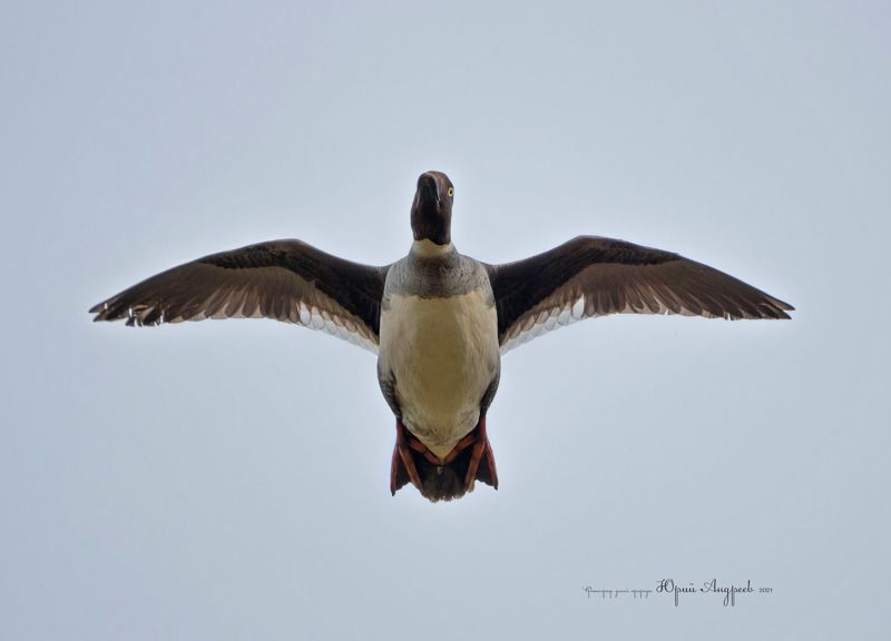 гоголь обыкновенный Самка гоголя. фото превью