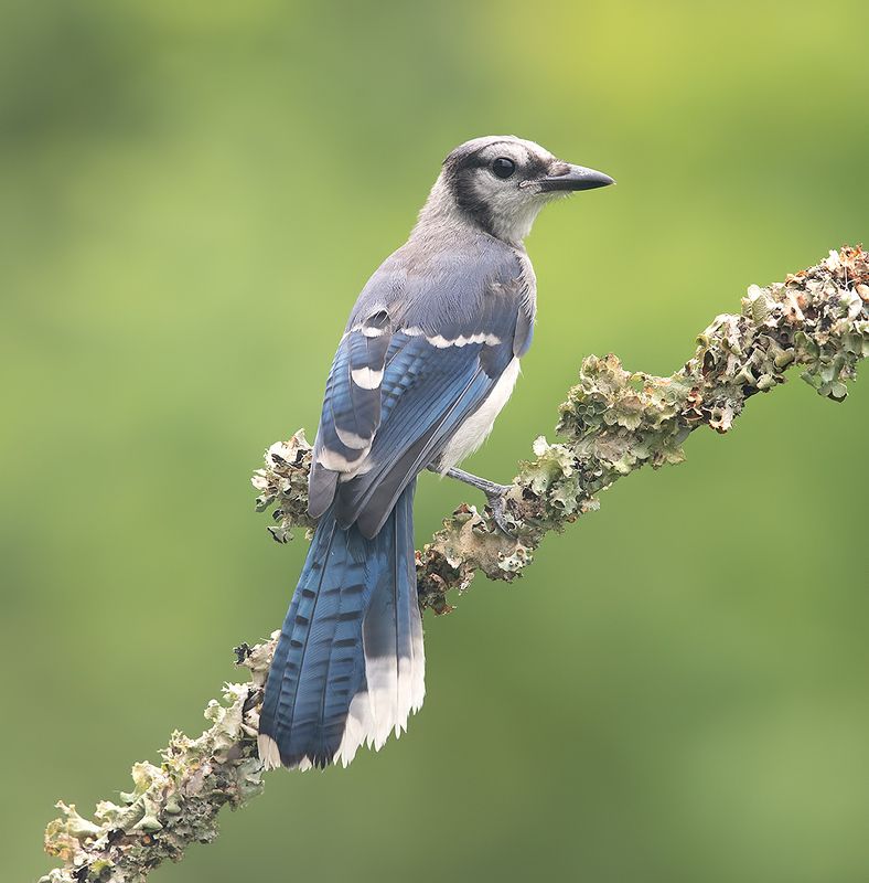 cойка, blue jay, jay Blue Jay, Juvenile -  Молодая Голубая сойкаphoto preview