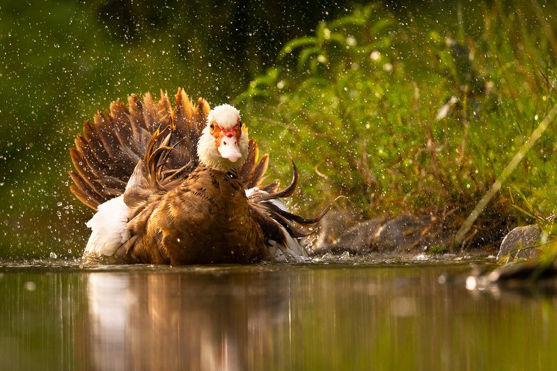 Chinese duckphoto preview