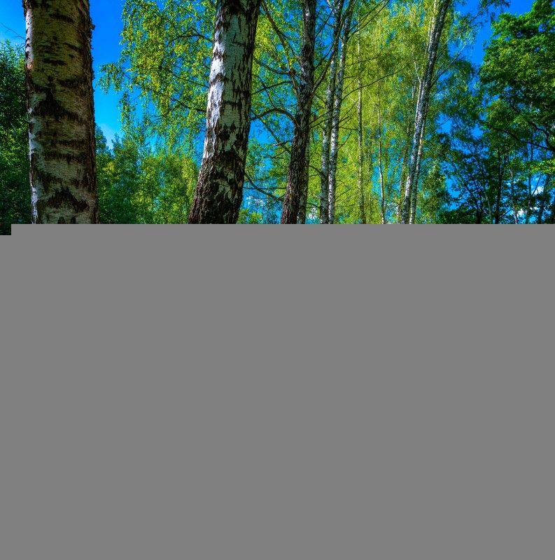 природа,пейзаж,лето,береза,россия Березки подружкиphoto preview