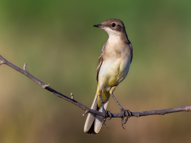 Western Yellow Wagtailphoto preview