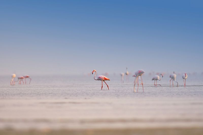 pink,flamingo,bird,birds,nikon,wild,water,shadows,lake,pond,flowers,swan,colors,nikon,beauty,nature,animals,eyes,egret,songbird,jungle,white,wings,fly Flamingosphoto preview