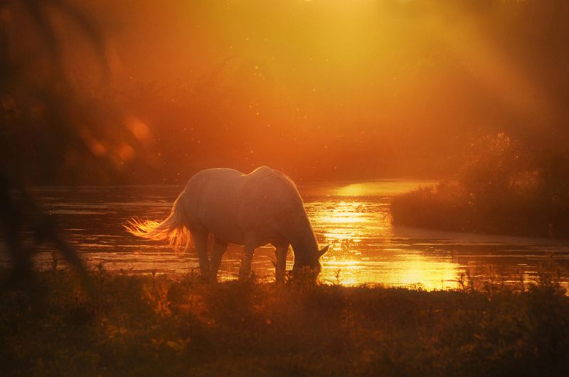 Вечернее золото августа photo preview