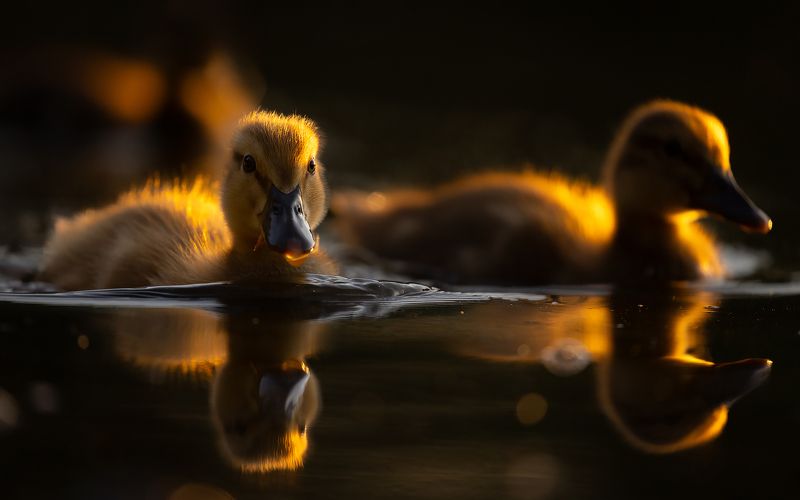 Ducklingsphoto preview
