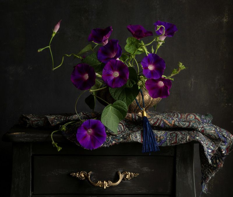 Фиолетовый вьюн фото превью