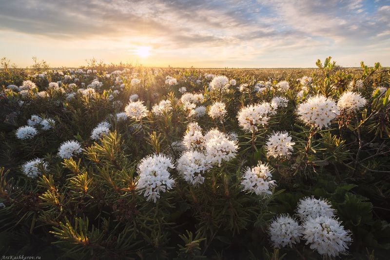 цветущее болото, багуьник, ленобласть, ленинградская область, болотные цветы, дурман болотный, болотный туризм, тур на болото \