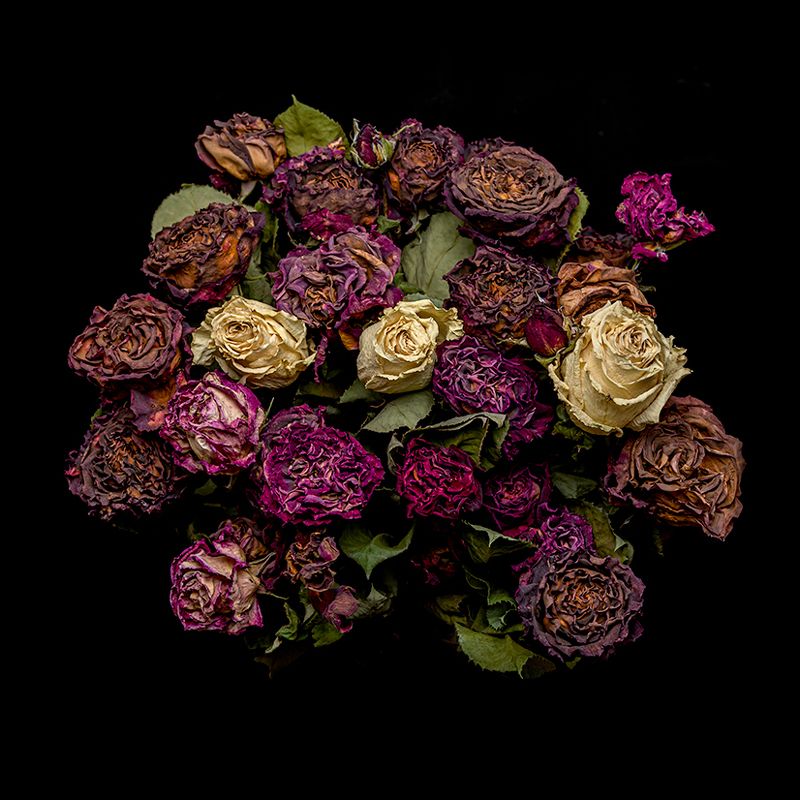 Rose in black backgroundphoto preview