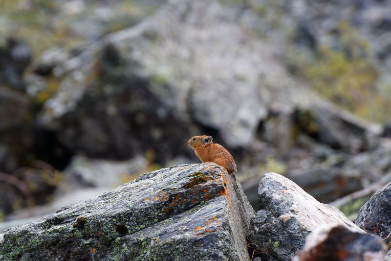 Алтайская пищухаphoto preview