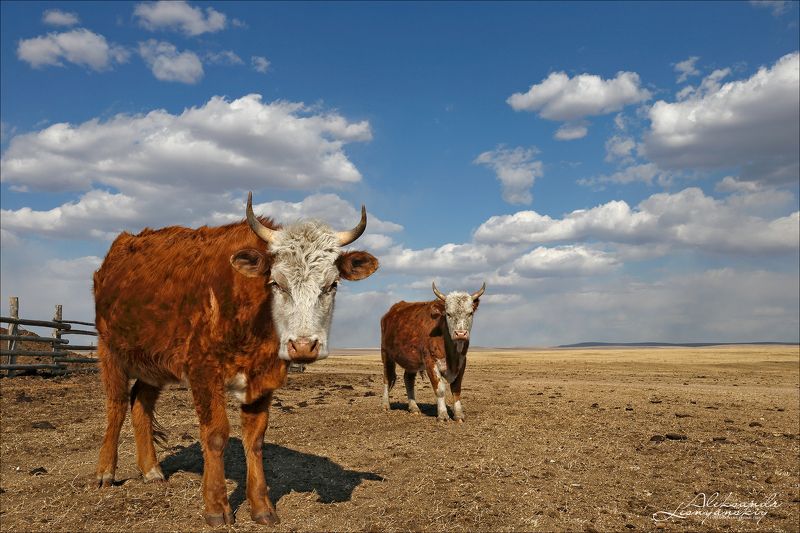 эй, вы типа фотографы, не надоело вам еще телок снимать? Эй, вы типа фотографы, не надоело вам еще телок снимать?photo preview
