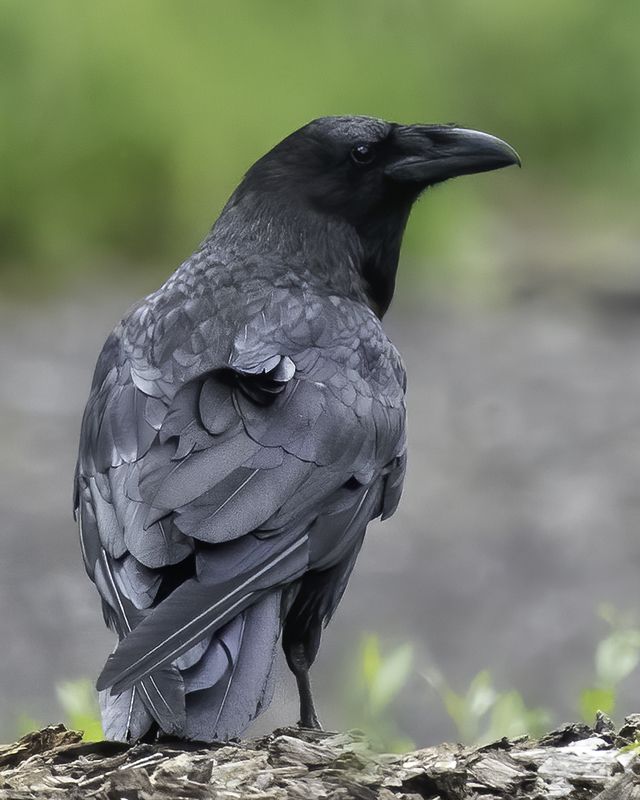 птица, ворон, взгляд Взглядphoto preview