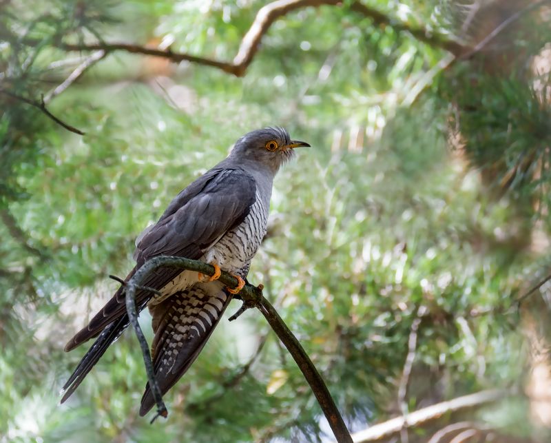 птица, кукушка, лес, Кукушечка, скажи....photo preview