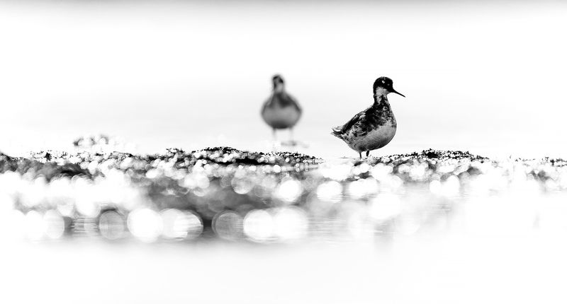 плавунчик, ямал, блики ***photo preview