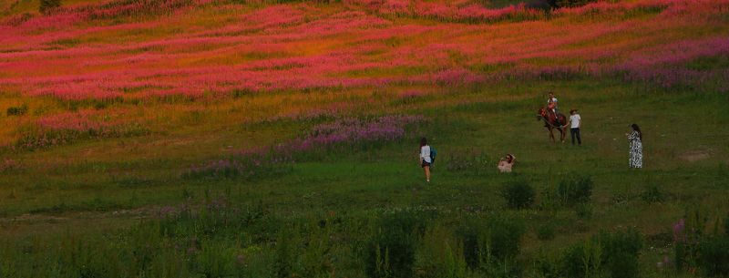 шаварёв, арт, природа, Иван-Чай в вечернем свете.photo preview
