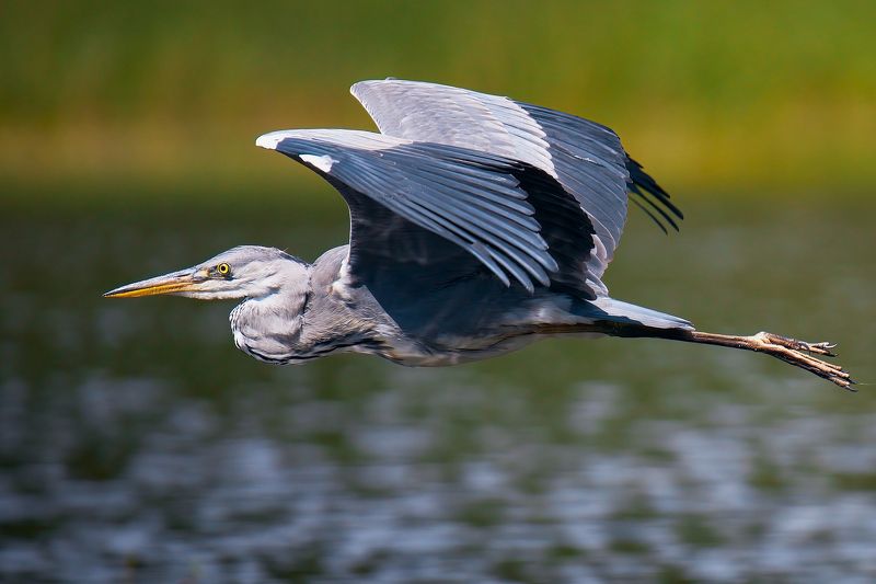 серая цапля летит птица в полете над водой Серая цапляphoto preview