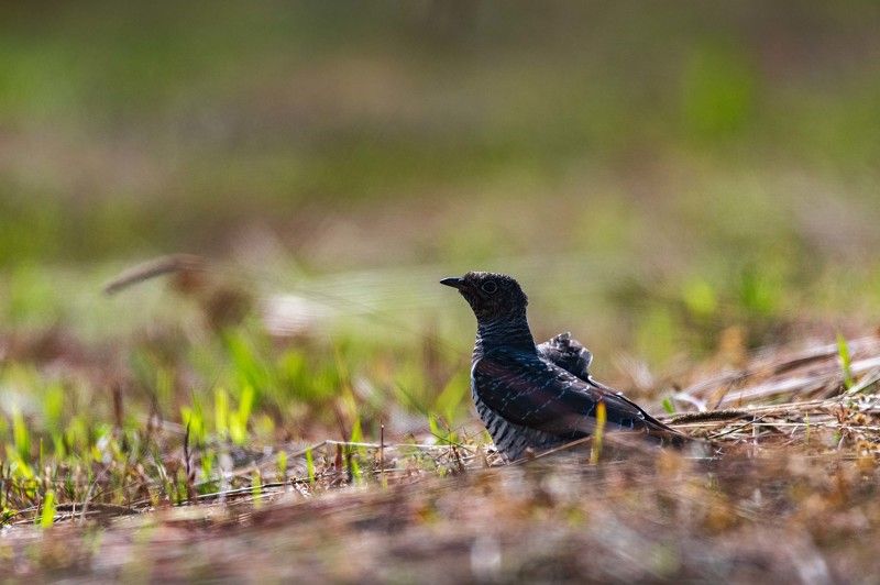 Обыкновенная кукушкаphoto preview