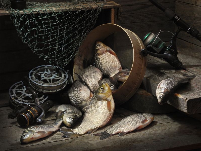 рыба, карась, карп, сазан, плотва, рыбалка, хобби, Из серии - \