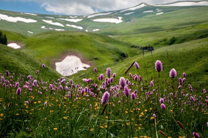 лагонаки, заповедник, природа, адыгея, Альпийские луга плато Лагонакиphoto preview